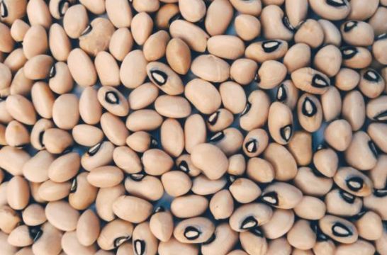 Blackeyed pea cowpea seeds white lobia a legume  pulse an edible bean a plant heap chawli black-eyed bean Vigna unguiculata southern-pea China Pea, Bombay Cowpea Southern Peas Blackeye Peas Crowder Peas California blackeyed peas view