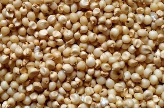 sorghum-jowar-